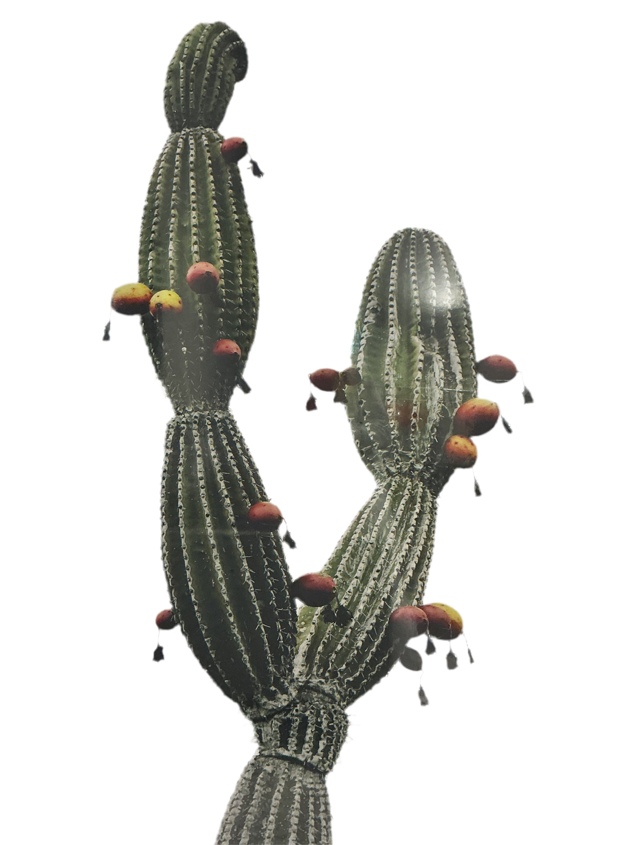 Cactus Canvas Neutral Artwork